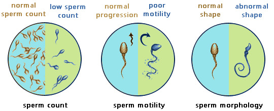 sperm chart